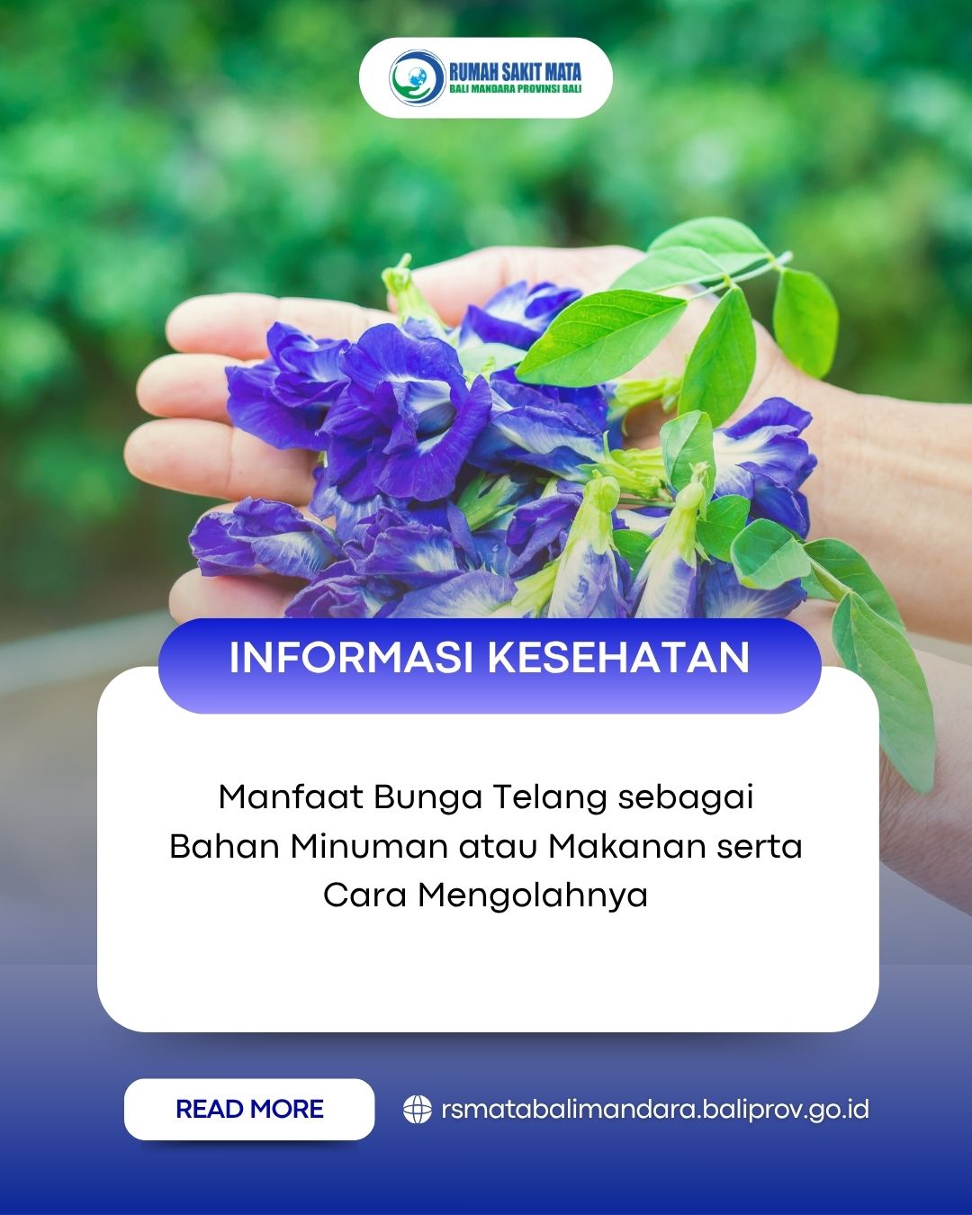 Manfaat Bunga Telang sebagai Bahan Minuman atau Makanan serta Cara Mengolahnya